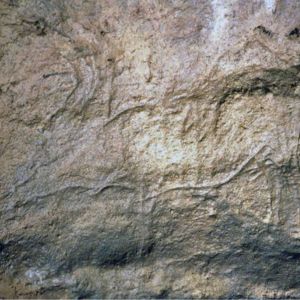 Drinking Reindeer, Les Combarelles Engraved drawing of a reindeer drinking, at Les Combarelles Cave, in the Vézère Valley, Périgord