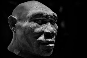 Homo erectus Reconstruction of Homo erectus, the most widespread hominin after H. sapiens