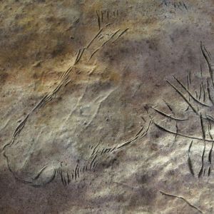Rock carving of a horse, from Le Placard Cave in the Charente.